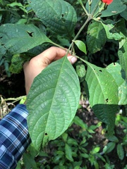 Ruellia humboldtiana