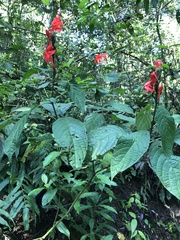 Ruellia humboldtiana