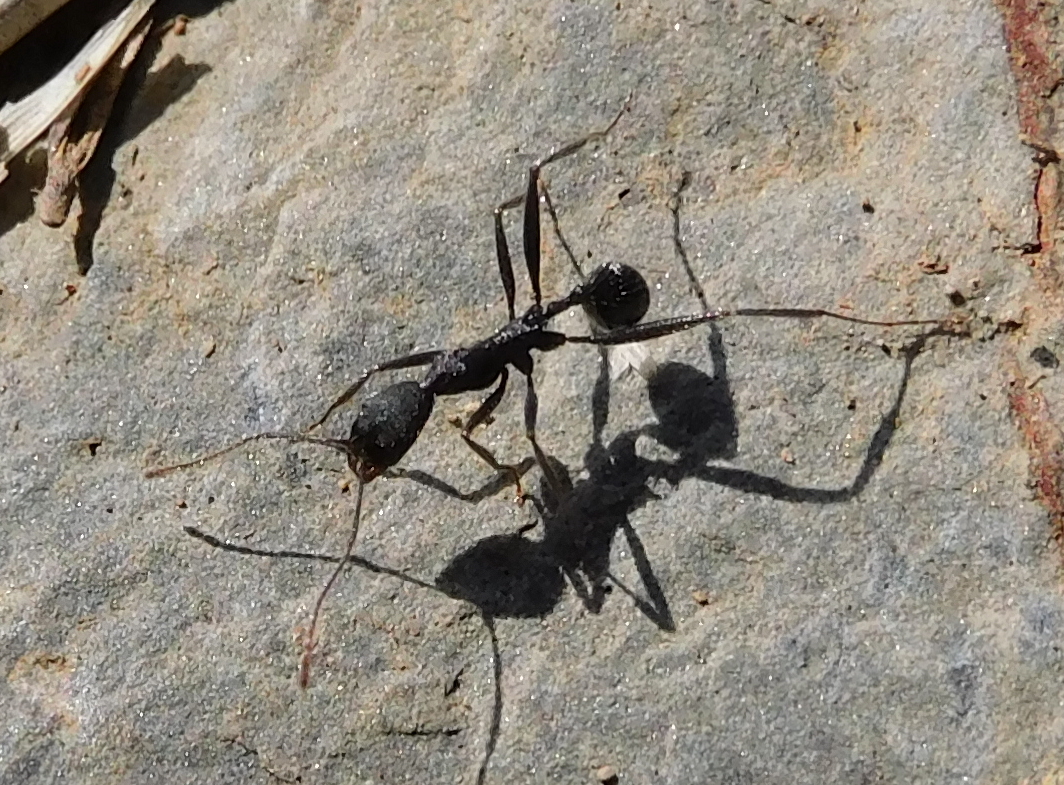 Aphaenogaster iberica