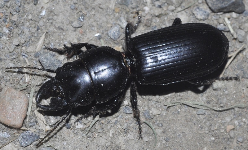 Scarites procerus