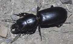 Scarites procerus eurytus