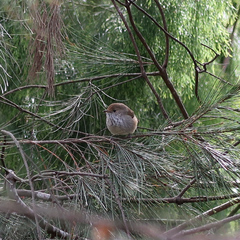 Acanthiza pusilla diemenensis