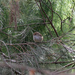 Tasmanian Brown Thornbill - Photo no rights reserved, uploaded by Cowirrie