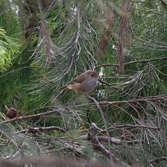 Acanthiza pusilla diemenensis