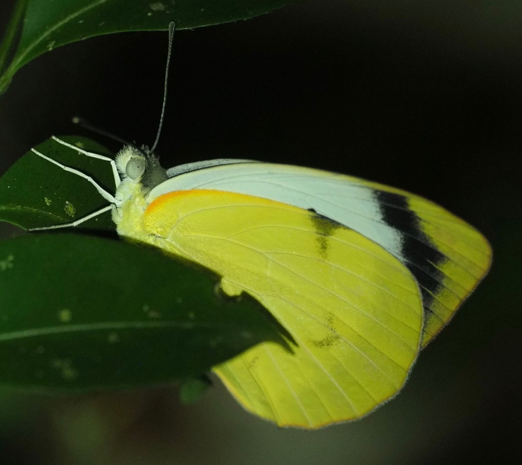 Colotis mananhari