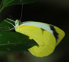 Colotis mananhari