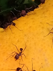Acromyrmex