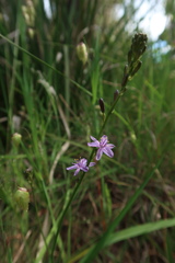 Caesia calliantha