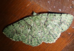 Aeolochroma hypochromaria