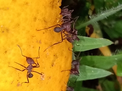 Acromyrmex