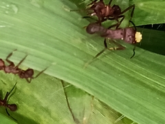 Acromyrmex