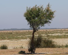 Tamarix africana