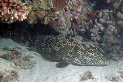 Plectropomus areolatus