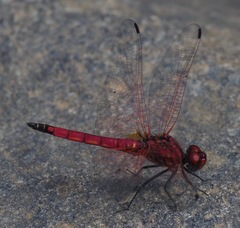 Trithemis selika
