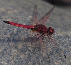 Trithemis selika