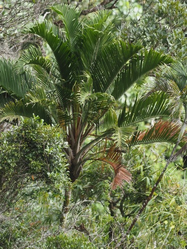 Ravenea sambiranensis