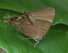 Saribia tepahi