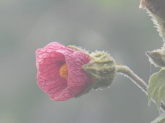 Callianthe regnellii