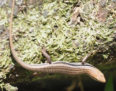 Trachylepis gravenhorstii