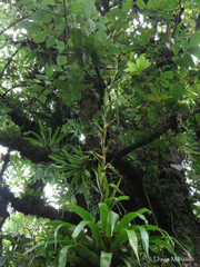 Tillandsia orogenes