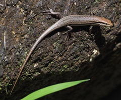 Trachylepis gravenhorstii