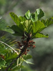 Dombeya marojejyensis image