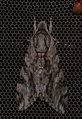 Agrius godarti