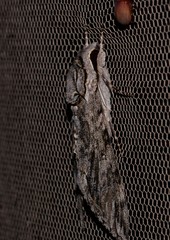 Agrius godarti