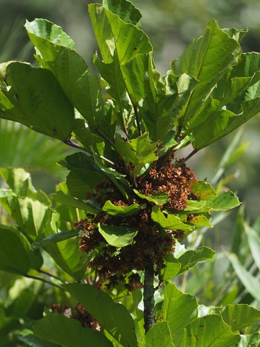 Dombeya marojejyensis image