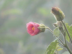 Callianthe regnellii, photograph Jean-Paul Boerekamps, CC0, iNaturalist via GBIF