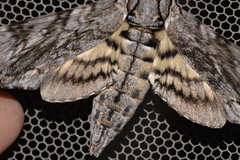Agrius godarti