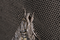 Agrius godarti