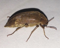 Trigonodera