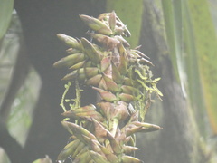 Vriesea thyrsoidea