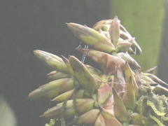 Vriesea thyrsoidea