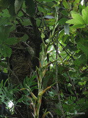Tillandsia orogenes