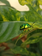 Chrysocoris purpureus