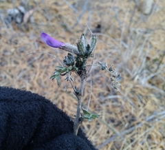 Astragalus suffruticosus