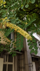 Adenanthera microsperma