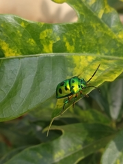 Chrysocoris purpureus