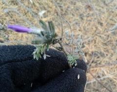 Astragalus suffruticosus