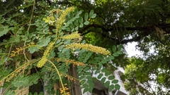 Adenanthera microsperma