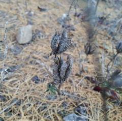 Astragalus suffruticosus