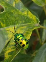 Chrysocoris purpureus