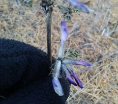 Astragalus suffruticosus