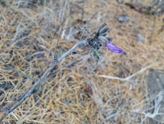 Astragalus suffruticosus