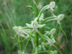 Habenaria triplonema