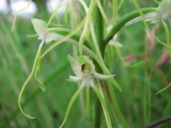 Habenaria triplonema