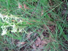 Habenaria triplonema