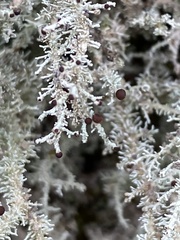 Stereocaulon microcarpum